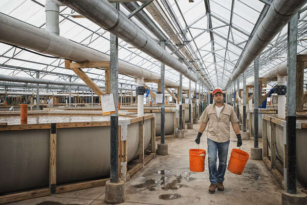 Aquaculture in operation